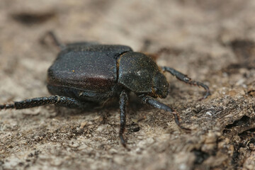 Closeup on the Welsh chafer beetle, Hoplia philanthus on a piece of wood