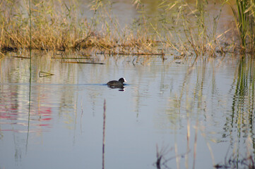 Closeup of eurasian coot on a lake with reflections and selective focus on foreground