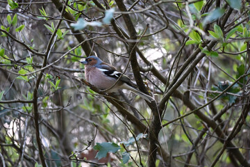 The common chaffinch or simply the chaffinch (Fringilla coelebs) is a common and widespread small passerine bird in the finch family. The male is brightly coloured with a blue-grey cap and rust-red un