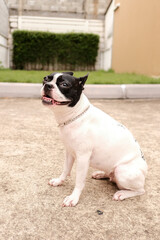 The black and white Boston Terrier smiles and sitting on the floor. Selective focus.