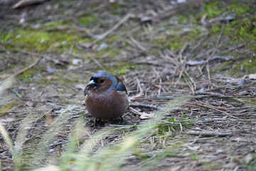 The common chaffinch or simply the chaffinch (Fringilla coelebs) is a common and widespread small passerine bird in the finch family. The male is brightly coloured with a blue-grey cap and rust-red un