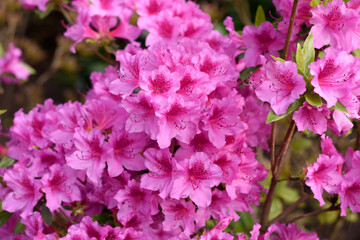 Pink azalea flowers blossom in spring. Pink flower texture background. Lots of flowers. Selective focus