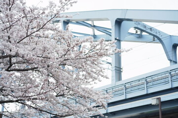 日本の桜