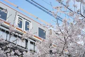 日本の桜