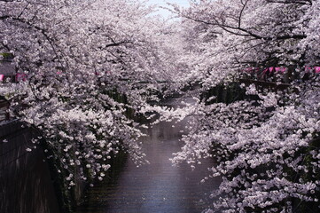 日本の桜