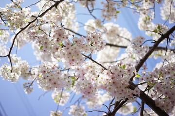 日本の桜