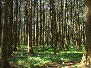 樹木の間の木漏れ陽