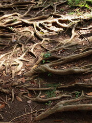 根元に木漏れ陽