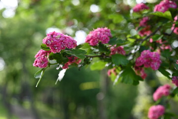 Crataegus laevigata cultivar pauls scarlet bright pink flowering tree, group of beautiful springtime flowers in bloom, green leaves