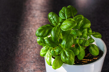 Organic fresh and green basil plant growing in the pot