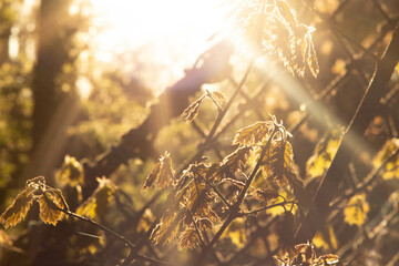 leaf, macro photography, sunny weather, grid