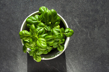 Organic fresh and green basil plant growing in the pot