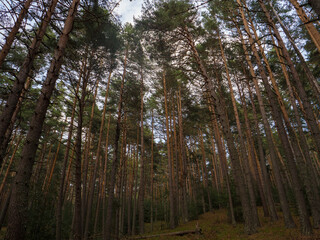 Obraz premium Beautiful forest during morning