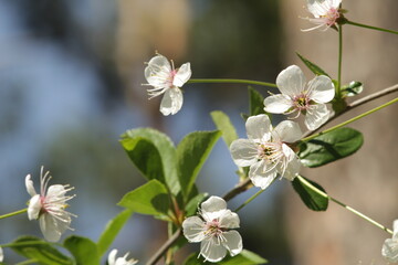 greens, white flowers, flowers, nature, spring, bright colors, sunny weather