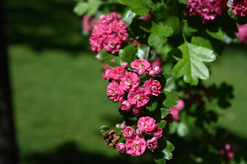 Crataegus laevigata cultivar pauls scarlet bright pink flowering tree, group of beautiful springtime flowers in bloom, green leaves