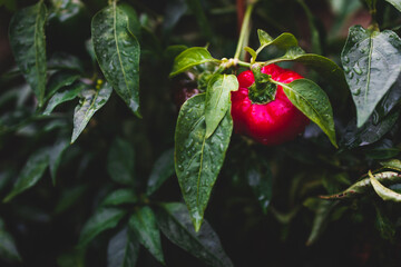close-up of bell pepper plant with raindrops on its leaves shot in vegetable garden