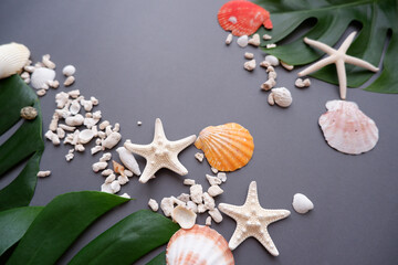 Colorful Shells and Tropical leaves on dark gray background. Summer Marine concept top view. Colorful Shells and starfish composition on dark background.