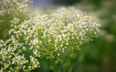 White Hoary Cress Flowers (Lepidium draba , Cardaria draba). Close up.