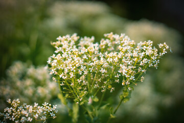 White Hoary Cress Flowers (Lepidium draba , Cardaria draba). Close up.