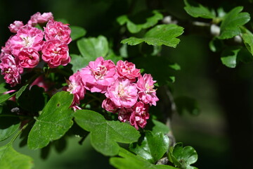Natural floral background, blossoming of Double pink Hawthorn or Crataegus laevigata beautiful pink flowers in spring sunny garden. Macro image suitable for wallpaper, cover or greeting card