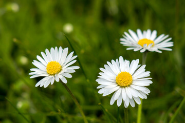 in the meadow - daisy flowers - soft focus