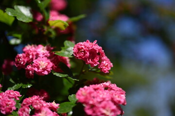 Natural floral background, blossoming of Double pink Hawthorn or Crataegus laevigata beautiful pink flowers in spring sunny garden. Macro image suitable for wallpaper, cover or greeting card