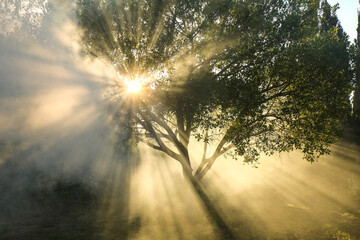 Ficus Benjamina tree in the garden on a foggy day