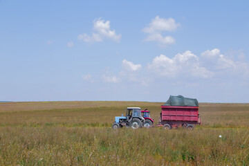 Fototapeta premium Two tractors collect sage in the field