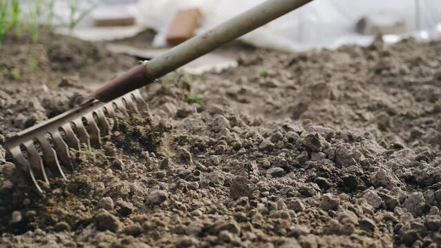 The gardener treats the soil surface in the garden with a rake. Shooting in close-up