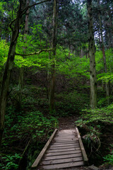 陣馬山　新ハイキングコース