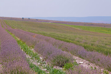 Fototapeta na wymiar Slender rows of lavender in a field of essential oil crops at the end of the flowering season
