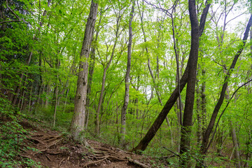 陣馬山の森（東京都八王子市）