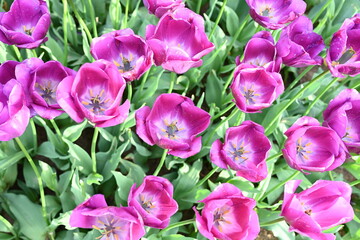 Fototapeta premium Super-cluster of rows of tulips of all hues and colors . These amazing summer blooms make for spectacular viewing, amongst the worlds greatest tulip collections. A true treat from nature.