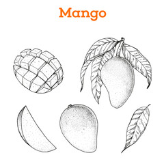 Mango fruit hand drawn collection, graphic elements. Vector illustration. Mango sketch for menu design, brochure illustration. Black and white. Mango illustration. Can used for packaging © vidimages