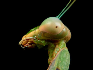 Giant African Mantis. Sphodromantis viridis.  