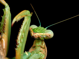 Giant African Mantis. Sphodromantis viridis.  