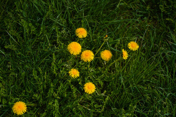 yellow dandelions in grass