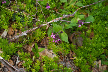 moss on the stone