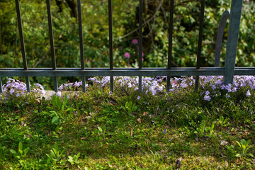 flowers in the garden