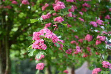 pink and white flowers