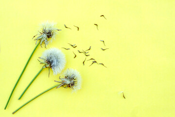 Flat lay three white dandelion flowers and dark seeds on yellow background