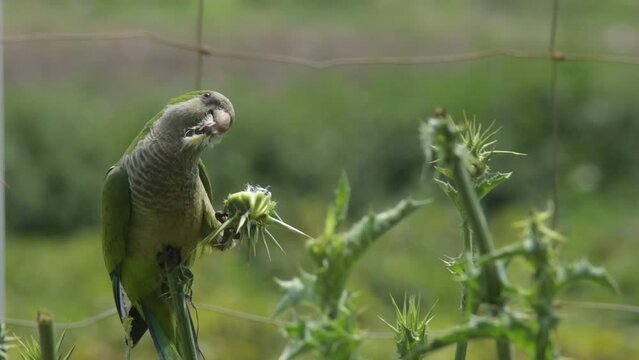 Little monk parakeet eating