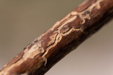 Trace Scolyte sp xylophage