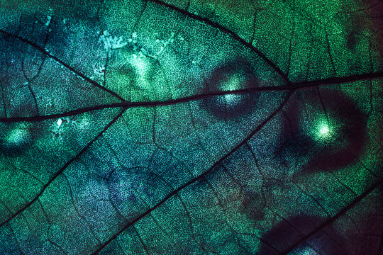 Close up Beautiful abstract leaf in colorful  light. Background pattern for design. Macro photography view.