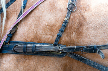 Horse in harness. Portrait of a horse.
