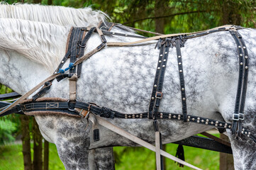 Horse in harness. Portrait of a horse.