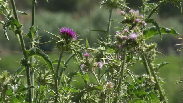 Silybum marianum, cardus marianus, milk thistle, blessed milkthistle