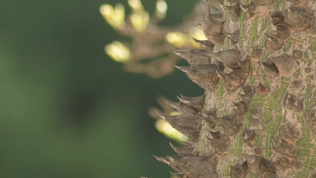 Spikes and thorns on the trunk of a tree at sunset