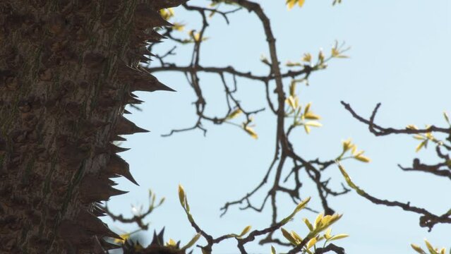 Thorns on the trunk of a tree
