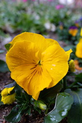 Fototapeta premium パンジー